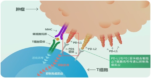 免疫检查点抑制剂